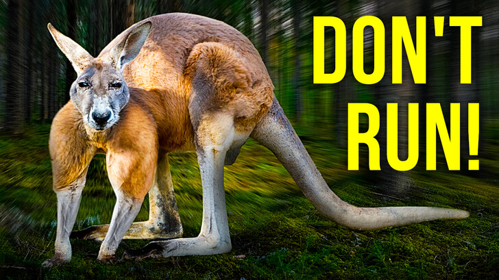 How to Survive a Kangaroo Attack