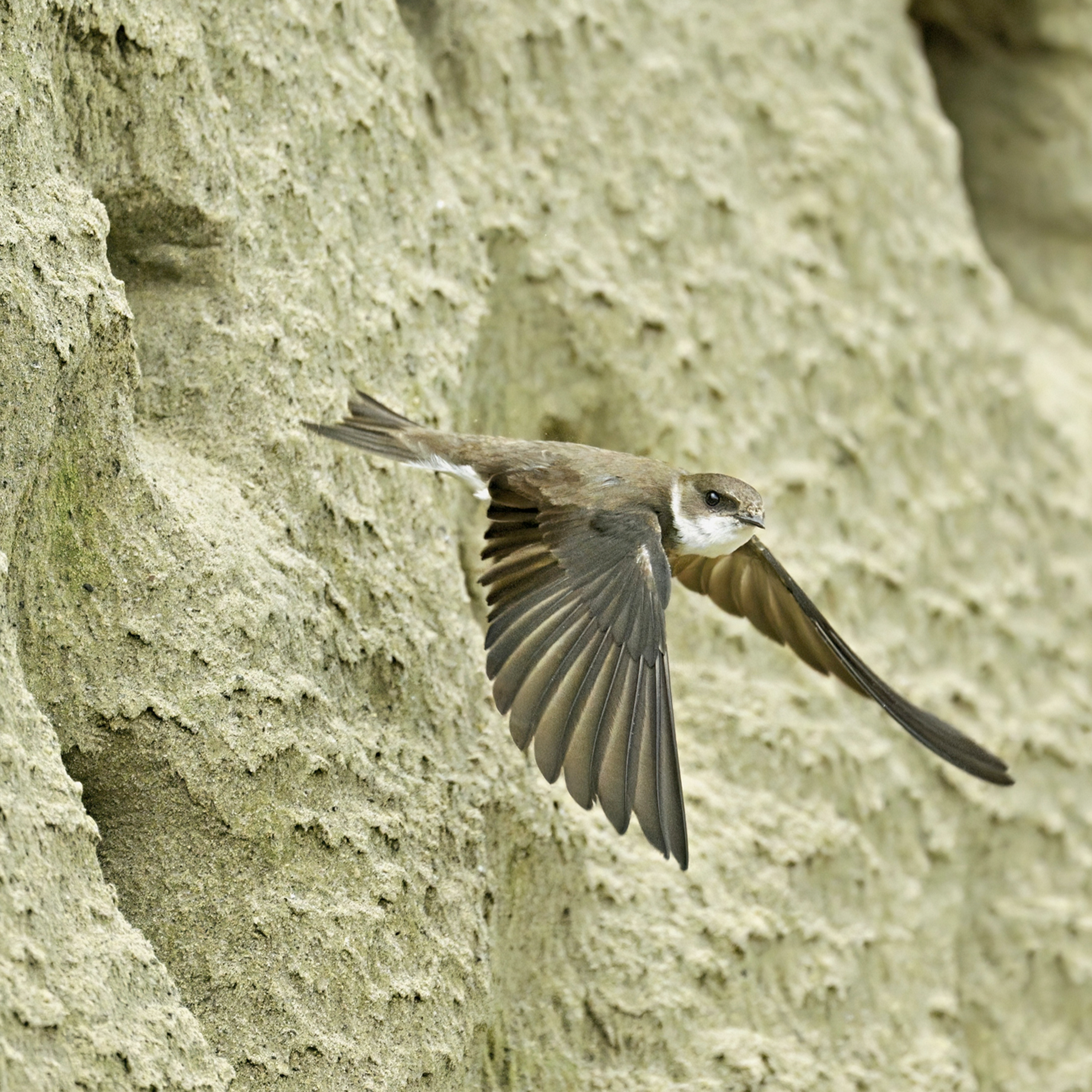 Sound Escape 282. Immerse yourself in the manic action of a sand martin colony