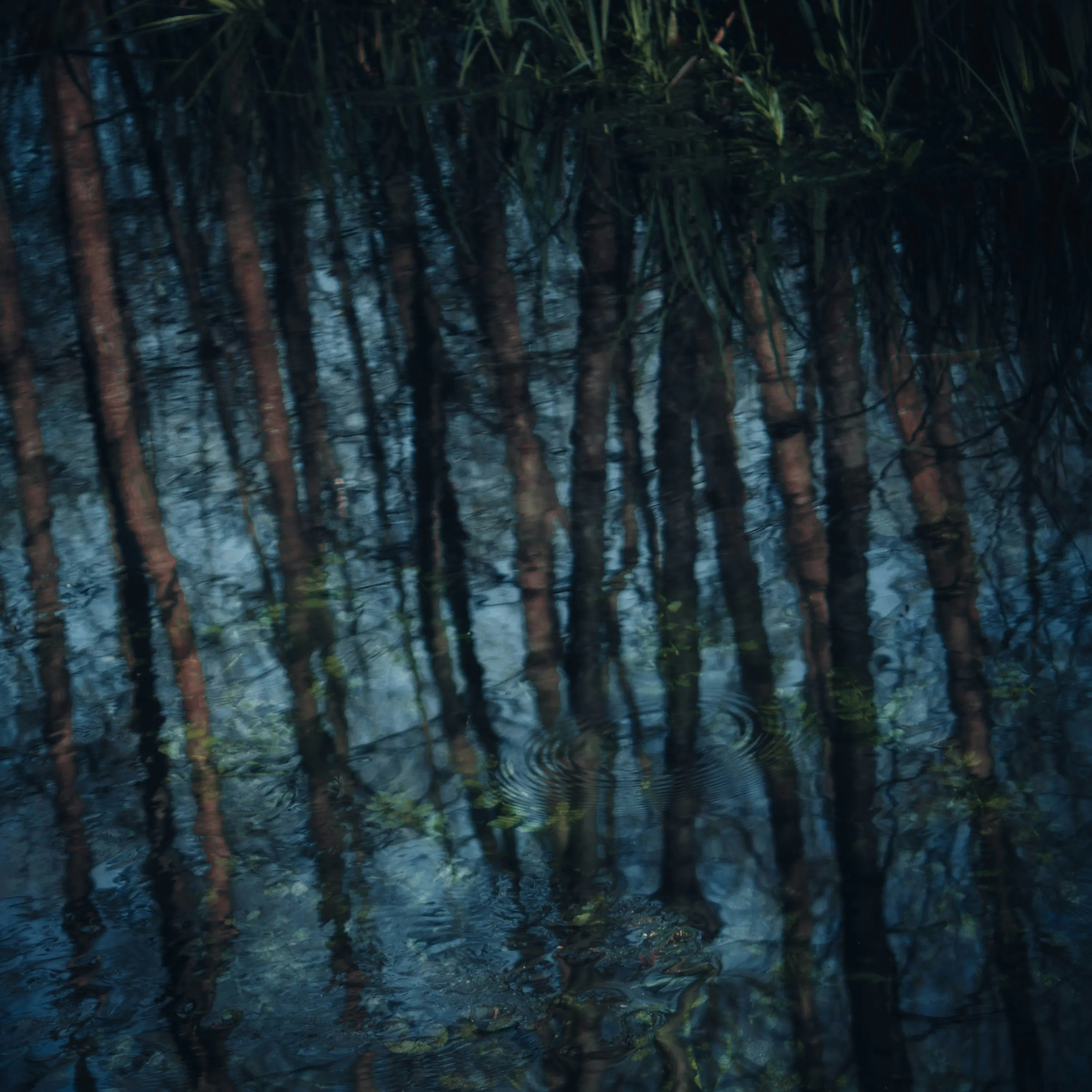 Rain at Swamp: 8-Hour Serenade of Nature's Melody and Relaxation episode artwork