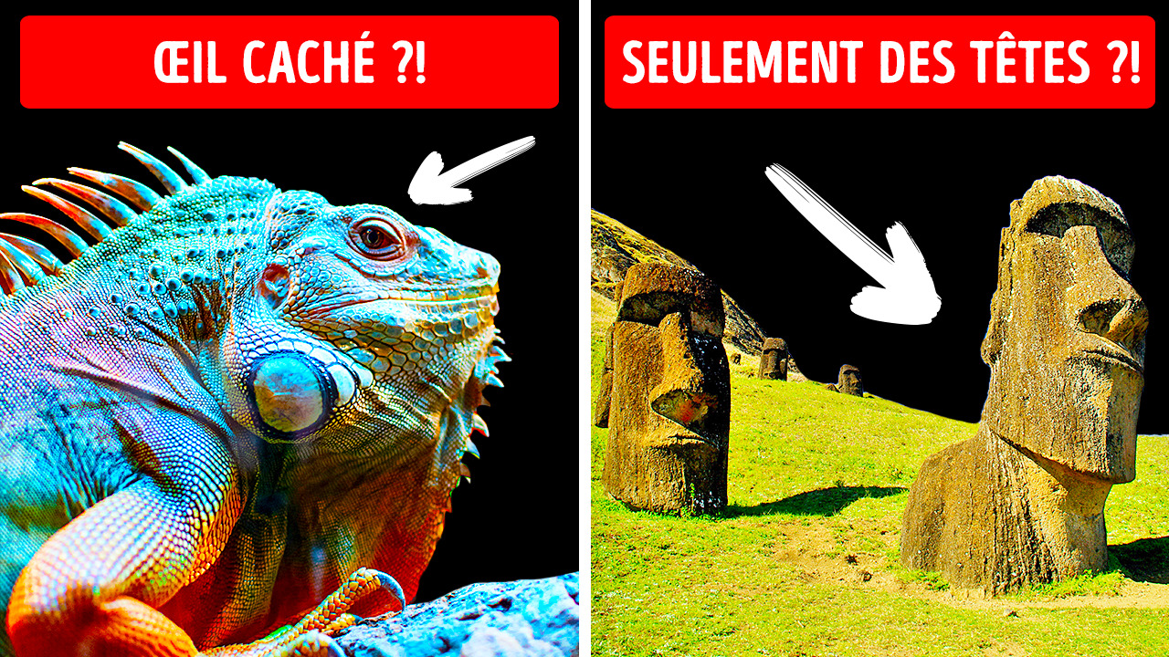 Un lézard à 3 yeux et 40 faits intéressants que tu voudras chercher sur Google