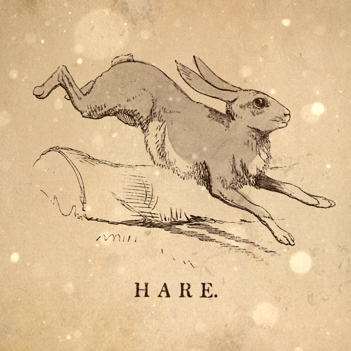 Loremen S6Ep26 - The King Hare