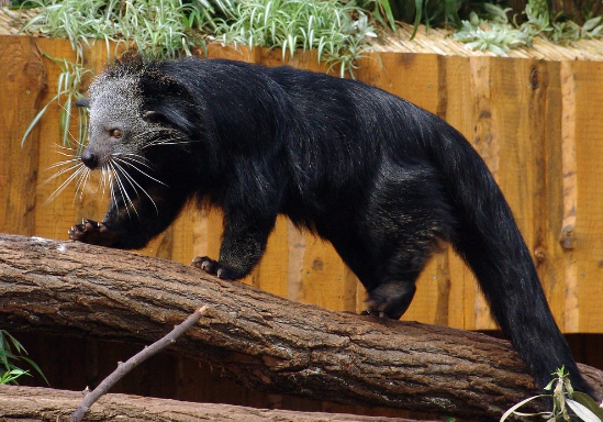Buttered Popcorn in the Canopy: World of the Binturong