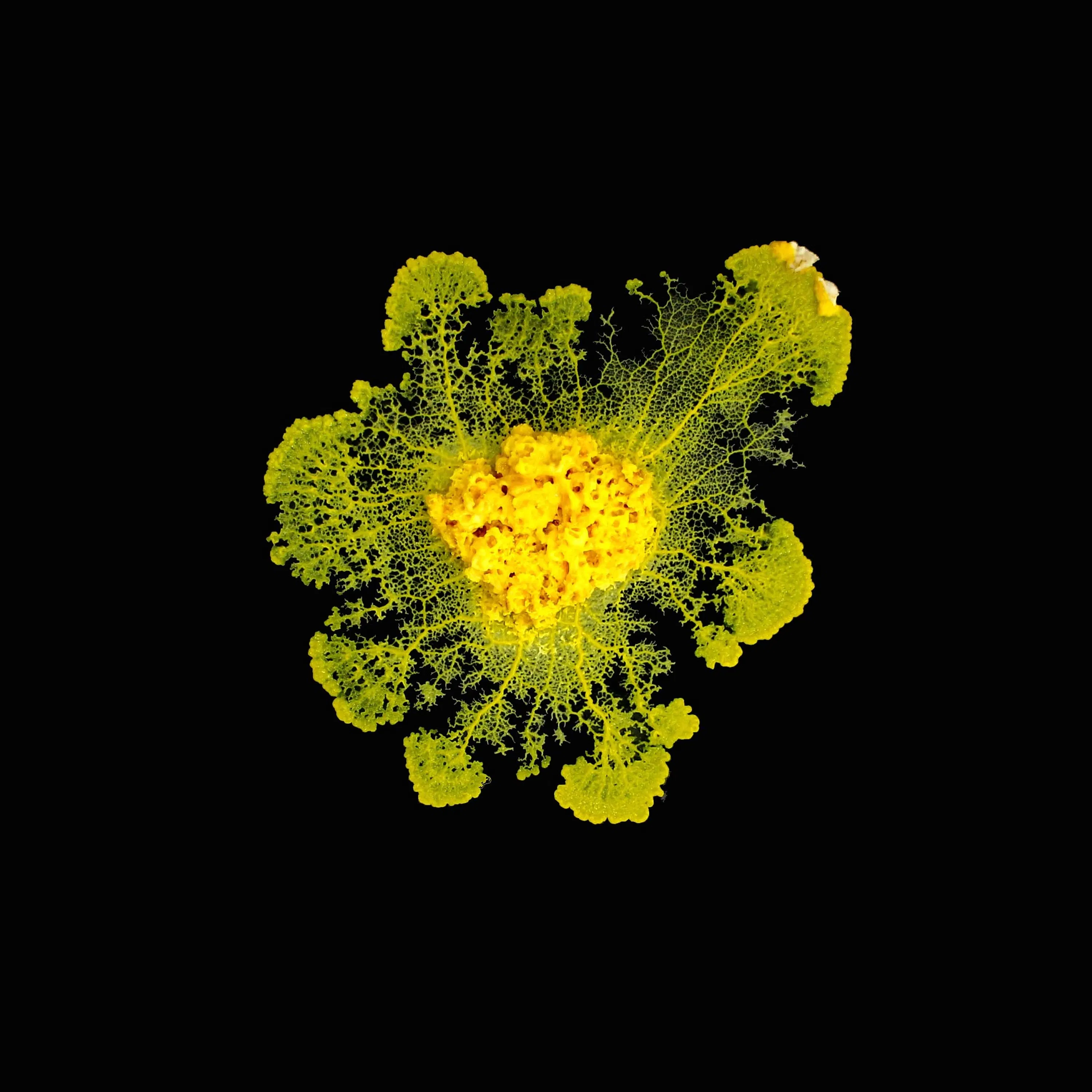 Qu'est-ce que le blob ?