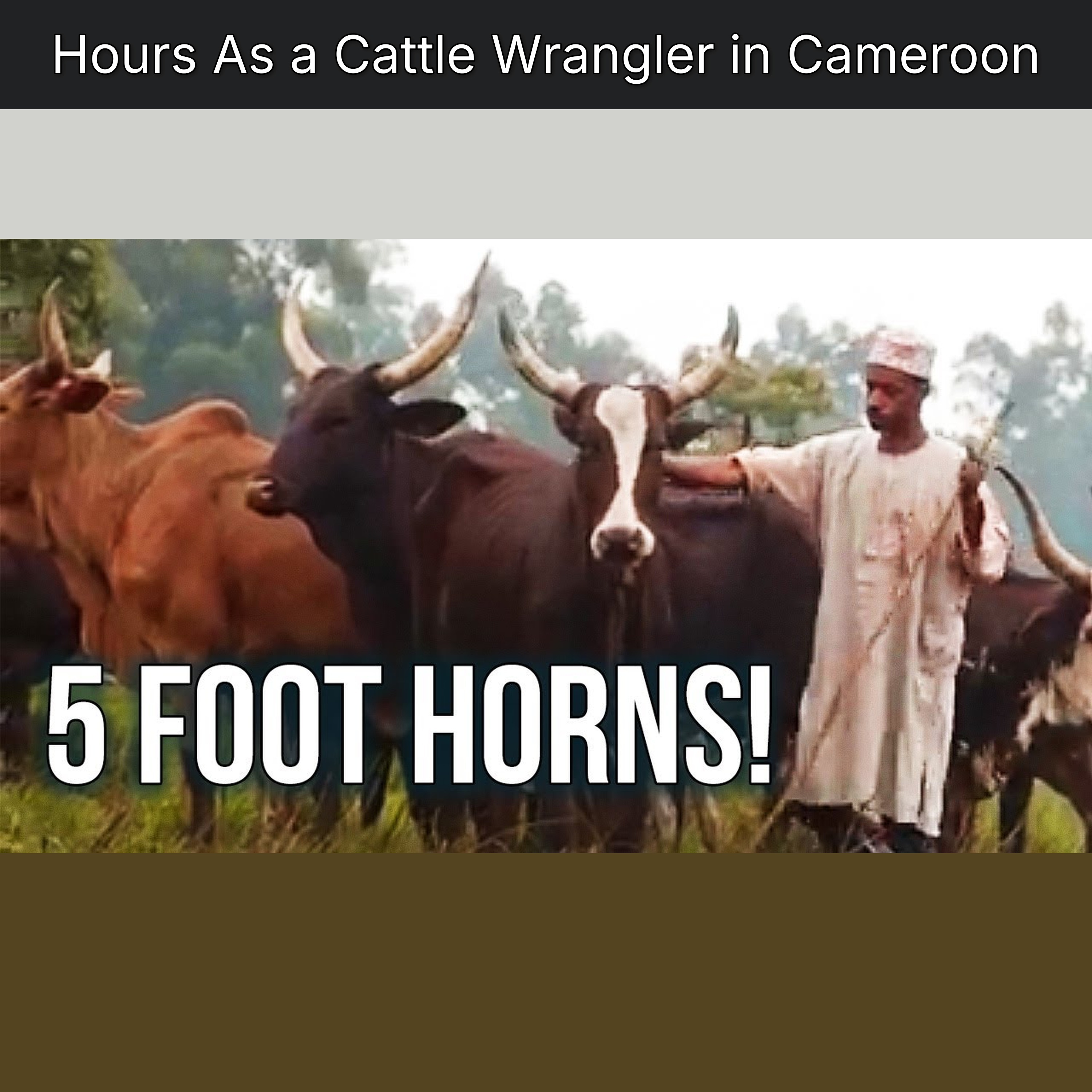 Hours As a Cattle Wrangler in Cameroon