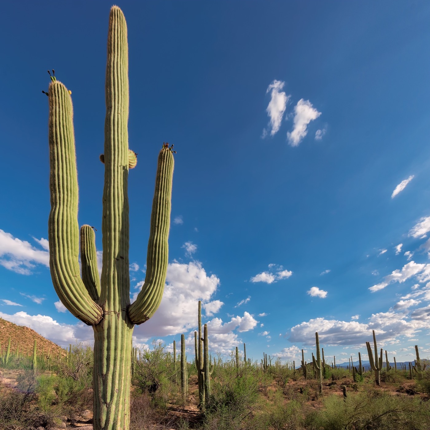 #76: Mailbag: Where to hike in Saguaro National Park, and much more!