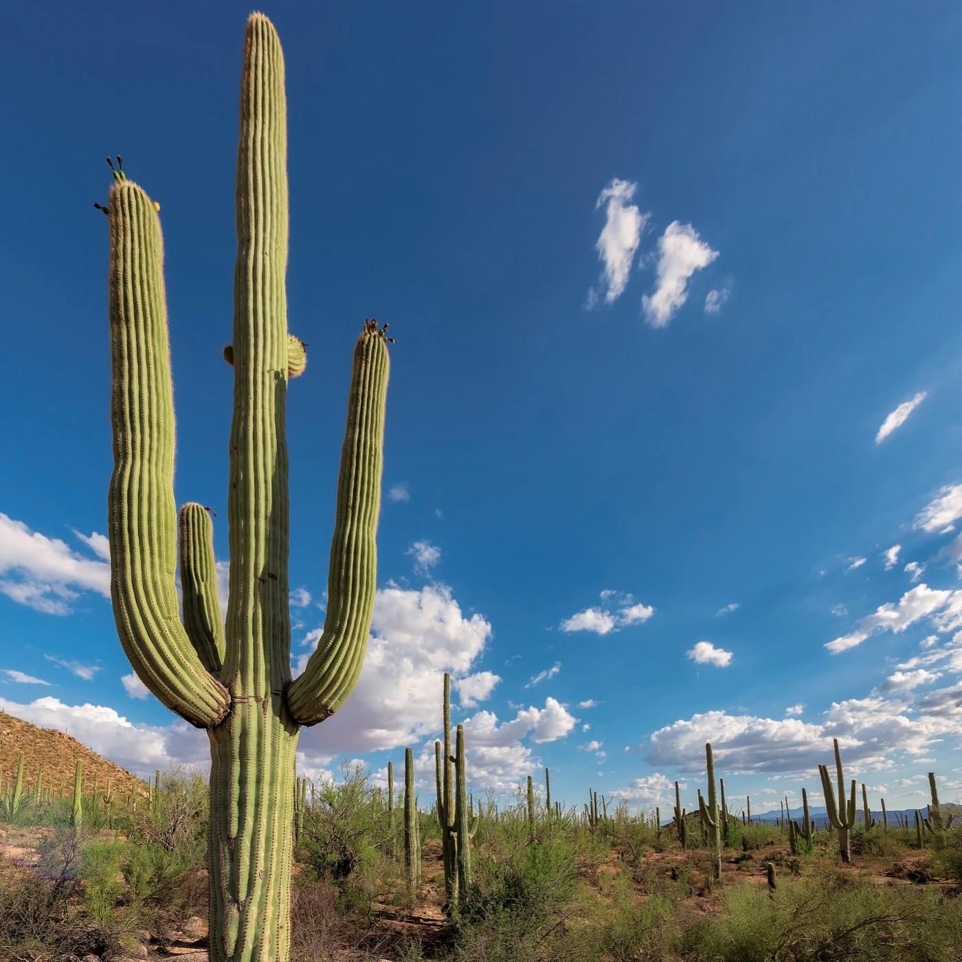 #76: Mailbag: Where to hike in Saguaro National Park, and much more!