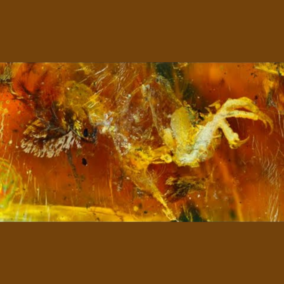 The 10 Most Amazing Fossils Preserved in Amber episode artwork
