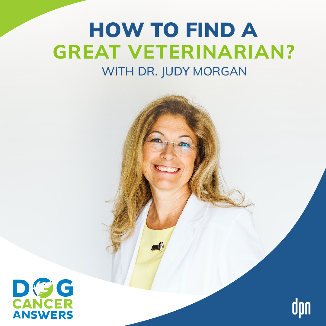 How to Find a Great Veterinarian | Dr. Judy Morgan #104
