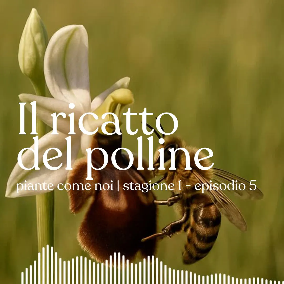 Il ricatto del polline - Stagione 1 | Episodio 5 episode artwork