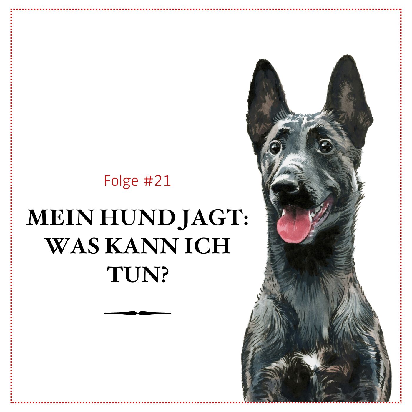 Mein Hund jagt: Was kann ich tun? - #21
