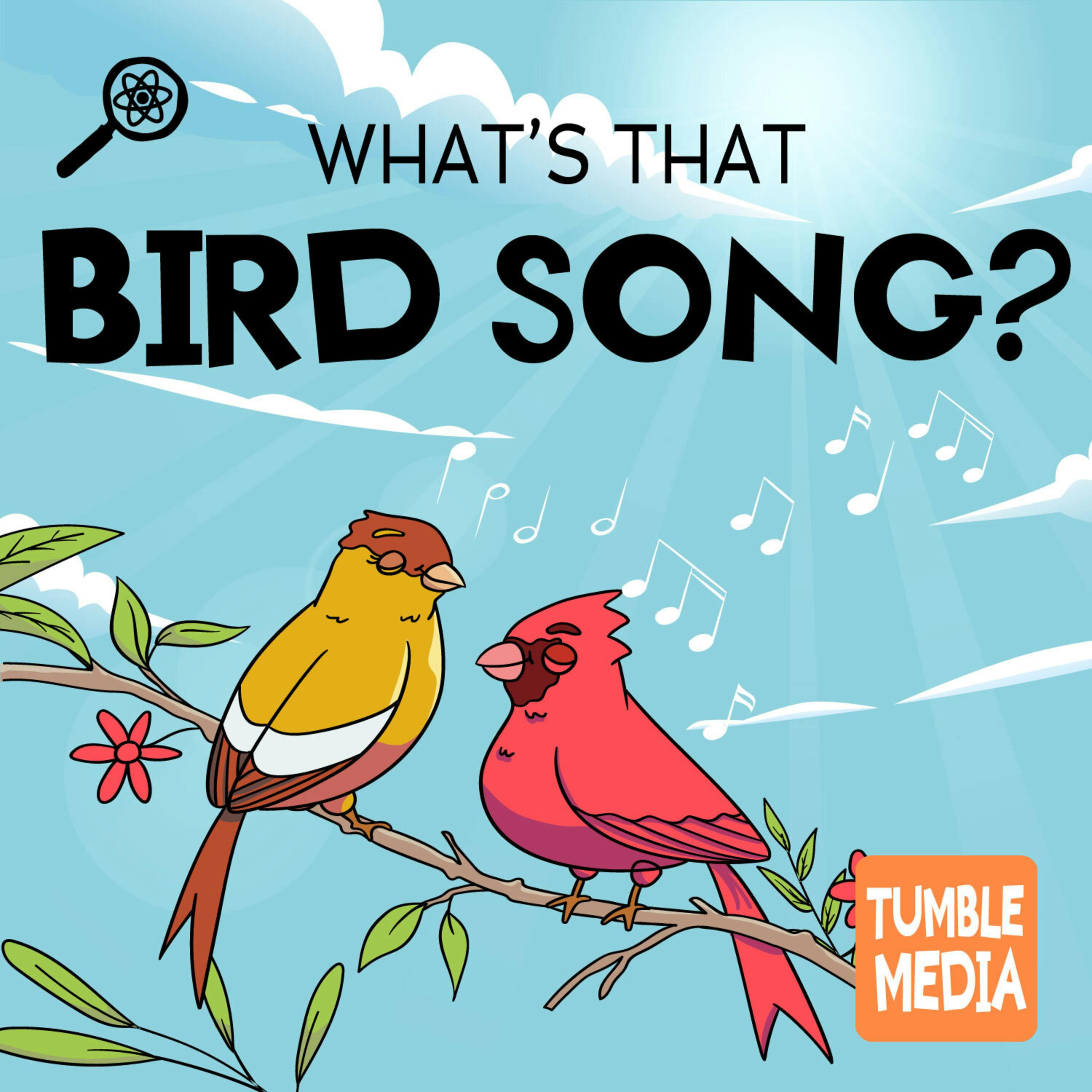 What's That Bird Song?