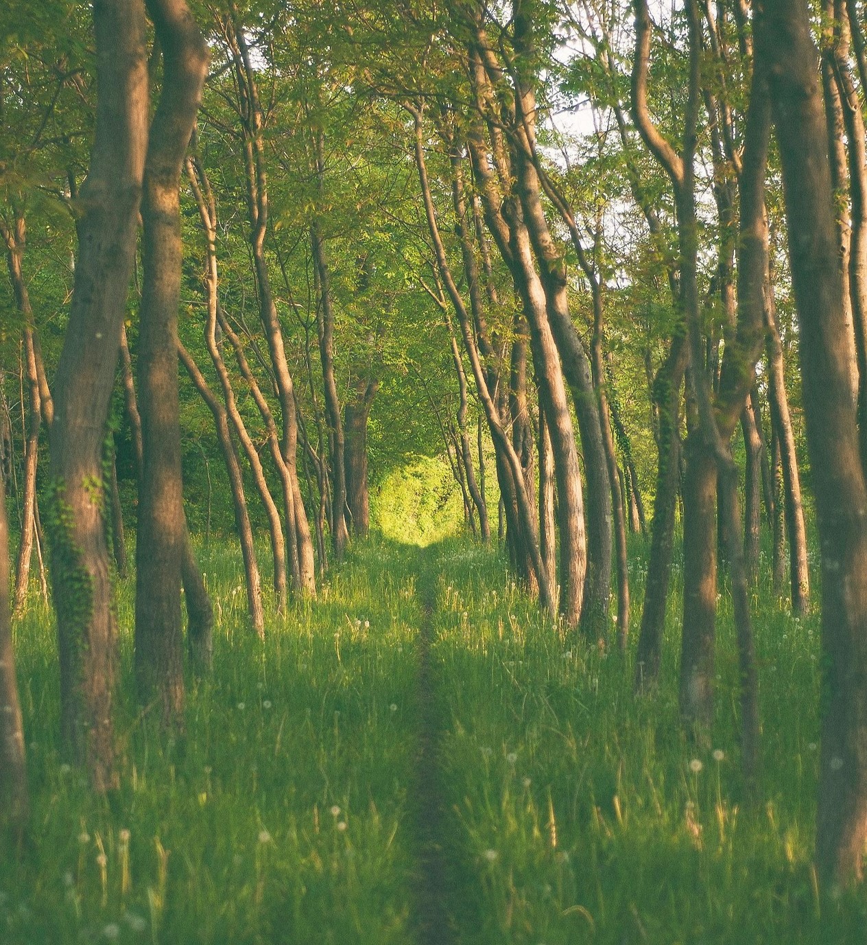 Calming Forest: 8-Hour Nature Serenade for Relaxation and Sleep episode artwork
