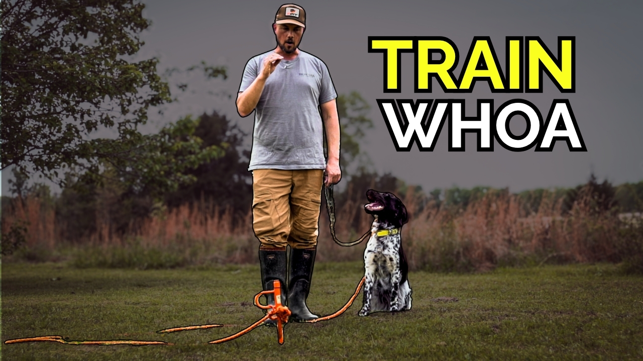 Building the Steady Pointing Dog with WHOA! | Iron Oak Steadiness Pt. 2