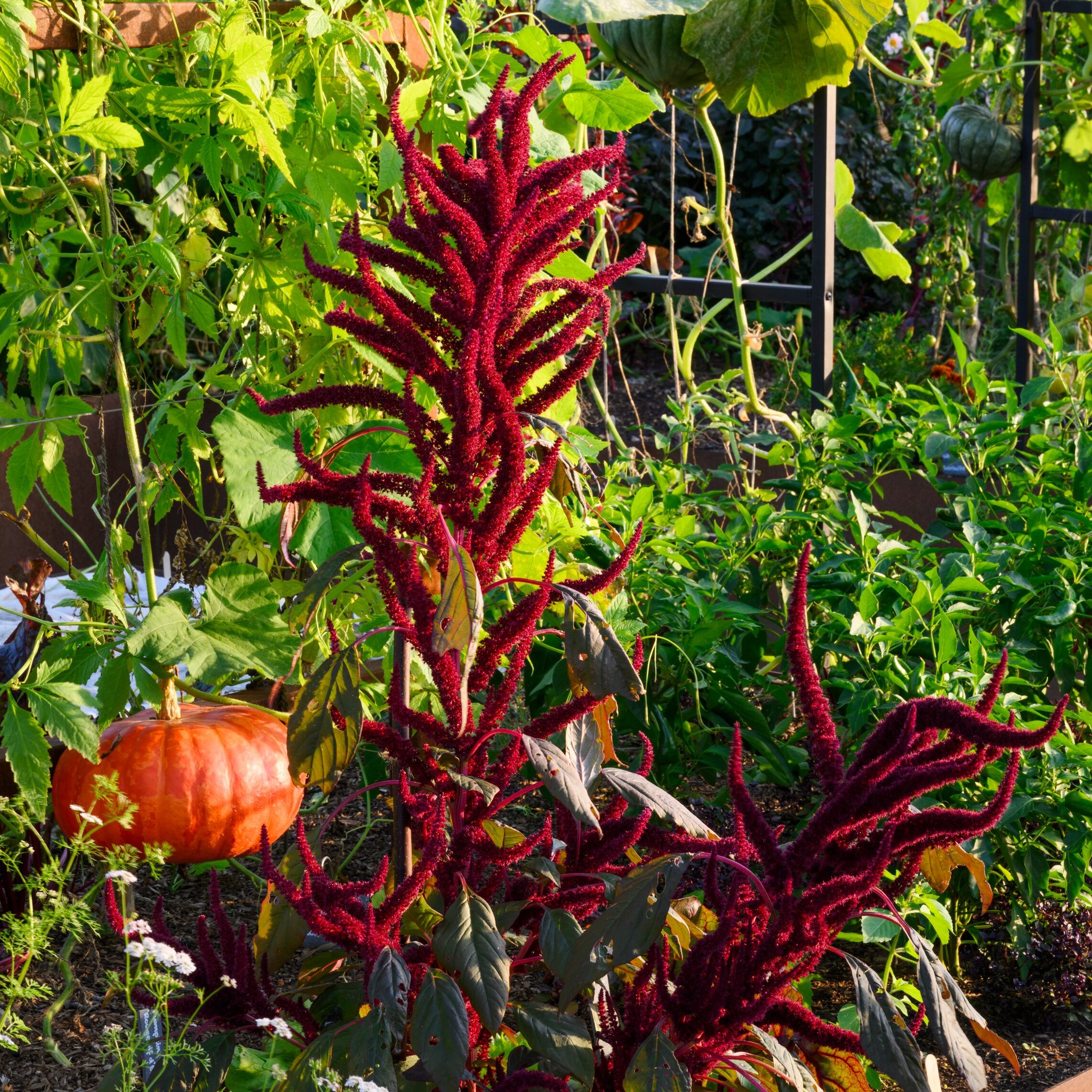 Alternatives to wildflower meadows, supercharge your garden with leftovers, cultivating unusual crops