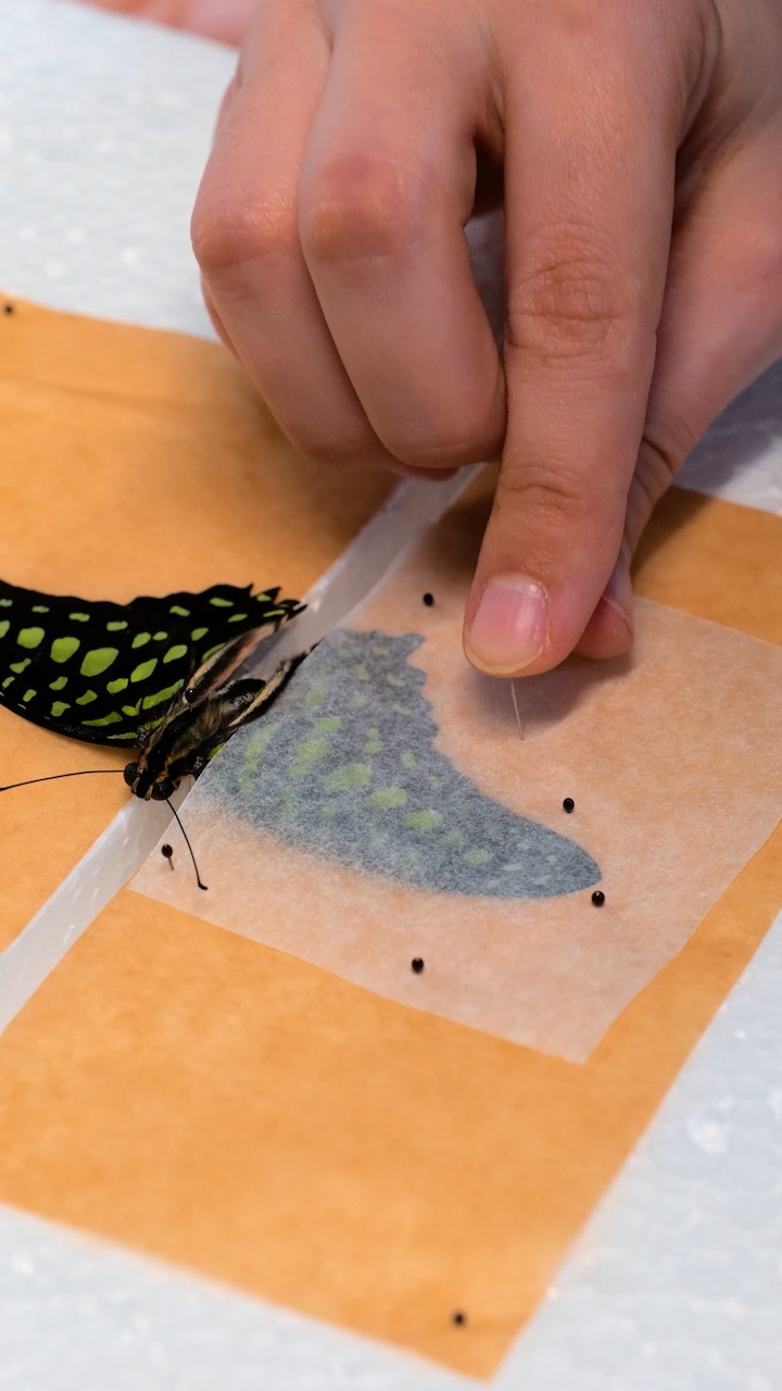 Amazing craft made from wood and butterflies! episode artwork
