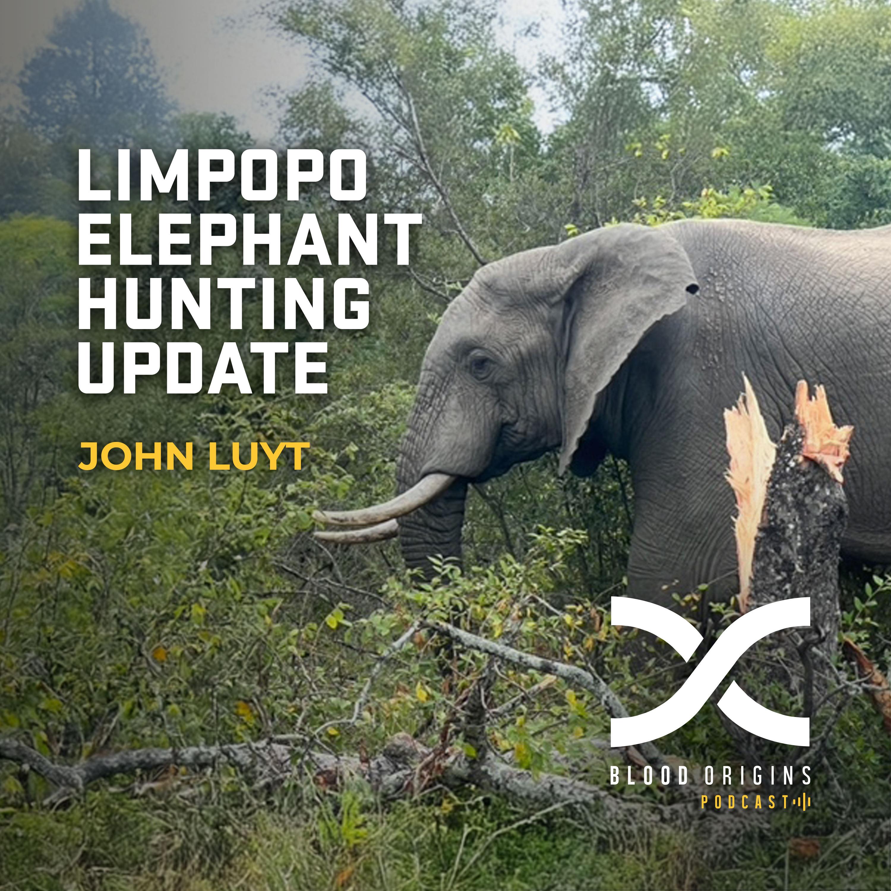 Episode 578 - John Luyt || Limpopo Elephant Hunting Update