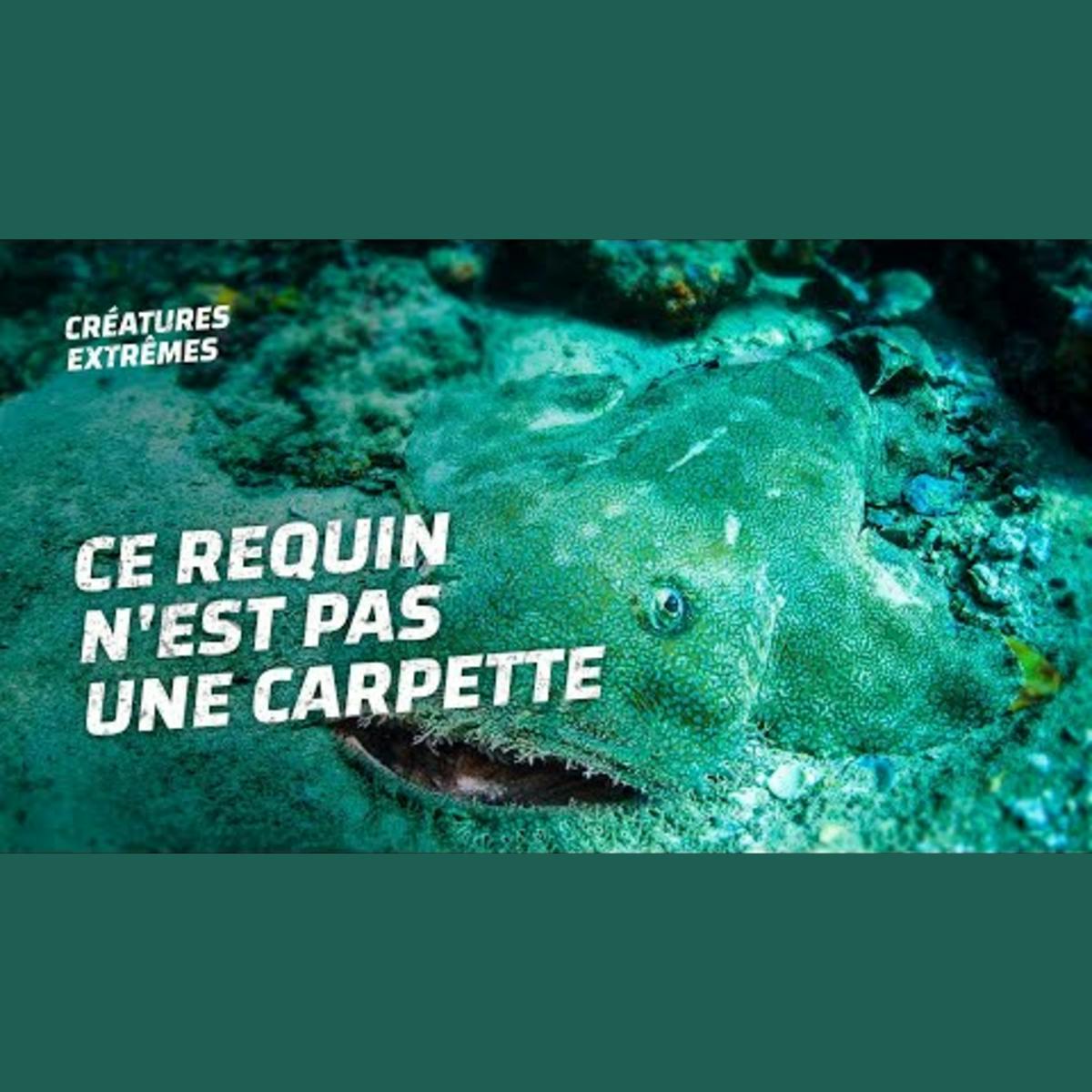 Ce requin se tapit au sol Ce requin se tapit au sol