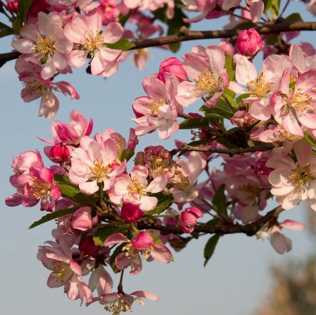 Wild about gardens: from birds to blossom