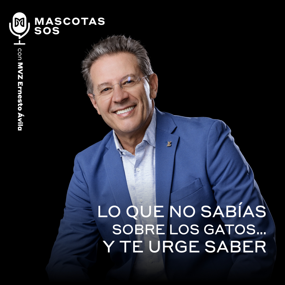 Lo que no sabías sobre los gatos… y te urge saber