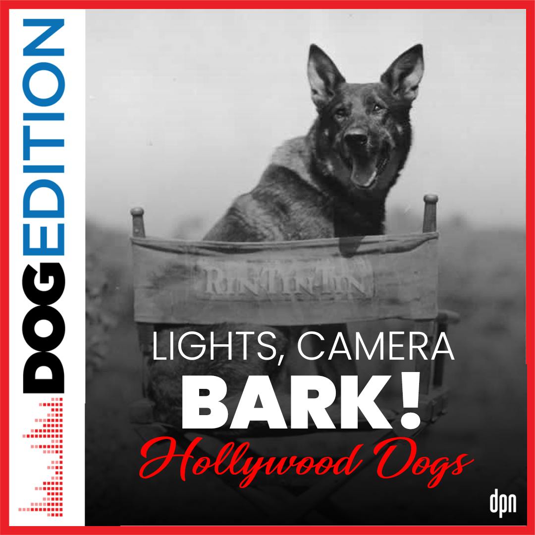 Lights, Camera, Bark! Hollywood Dogs | Dog Edition #63