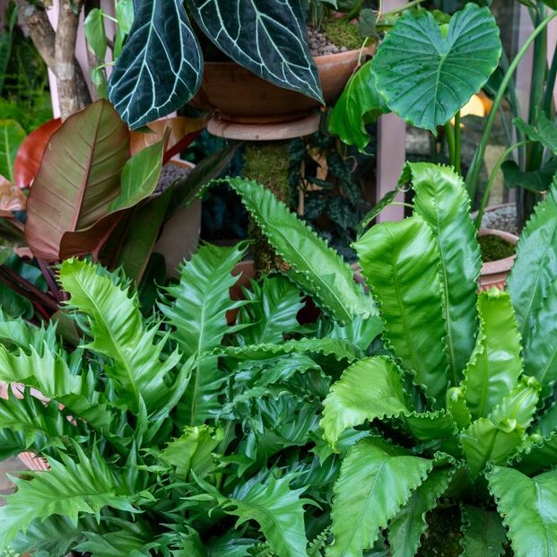 Heatwaves, houseplant hacks, hot new hostas, and more!