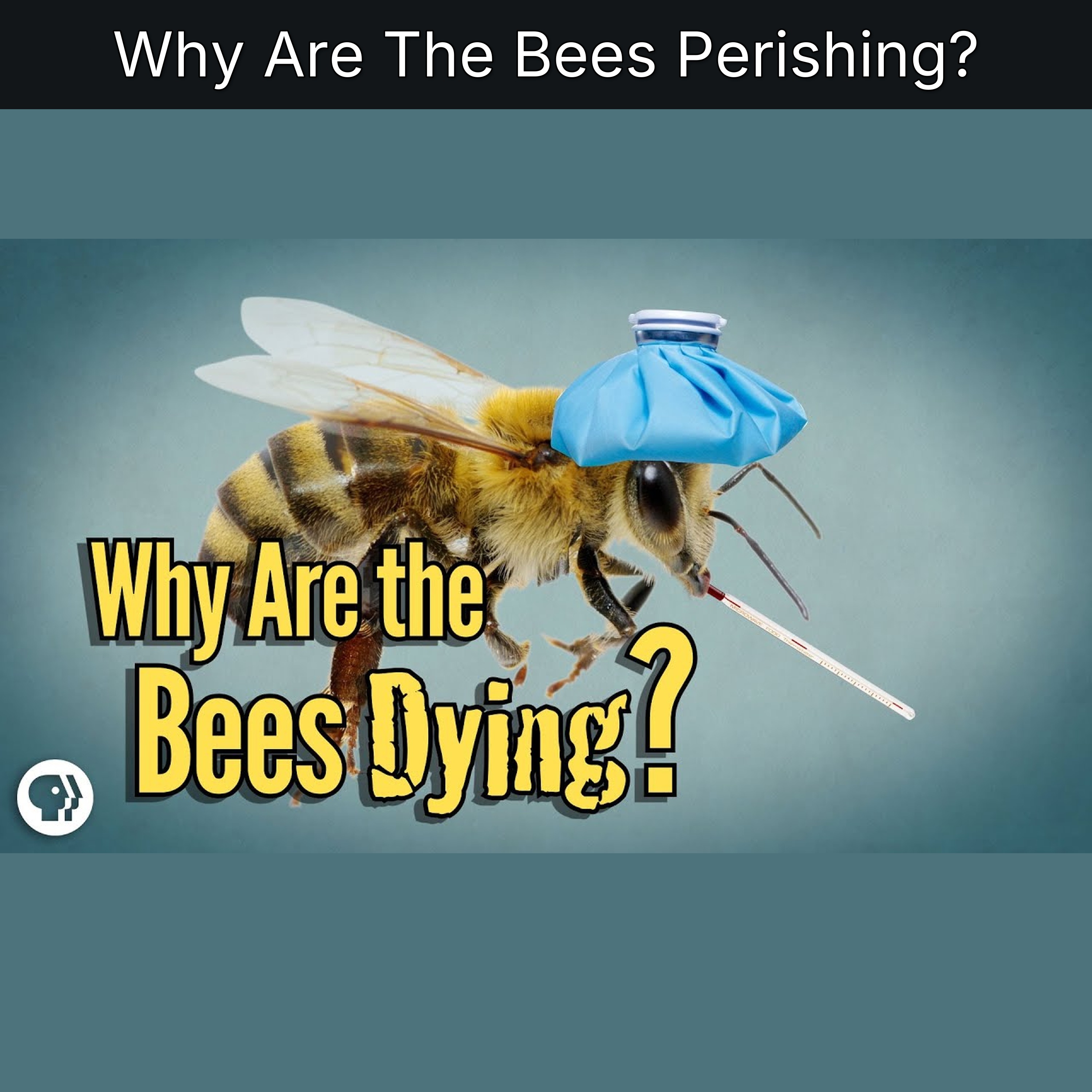 Why Are The Bees Perishing? episode artwork