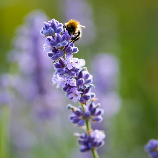 June in the kitchen garden
