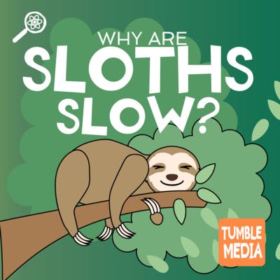 Why Are Sloths Slow?