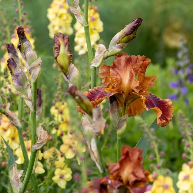 Plants for sunny spots: the familiar and the unexpected