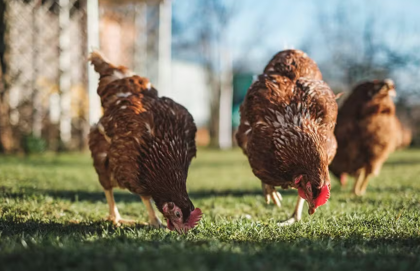 México suspende importação de carne de frango do Brasil por surto de doença no país episode artwork