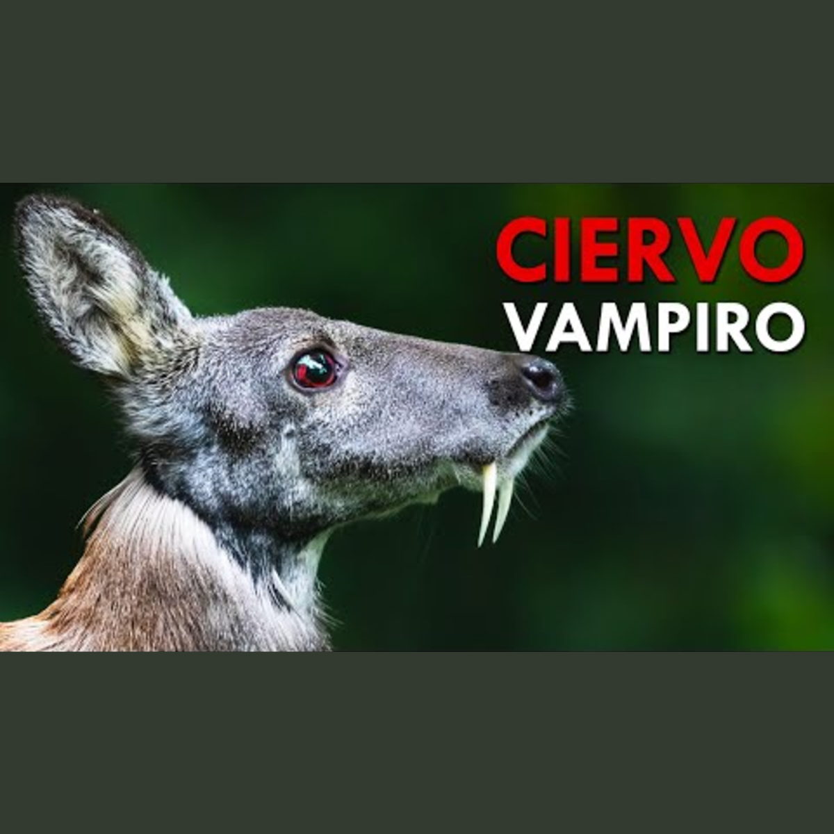 Animalogic En Español