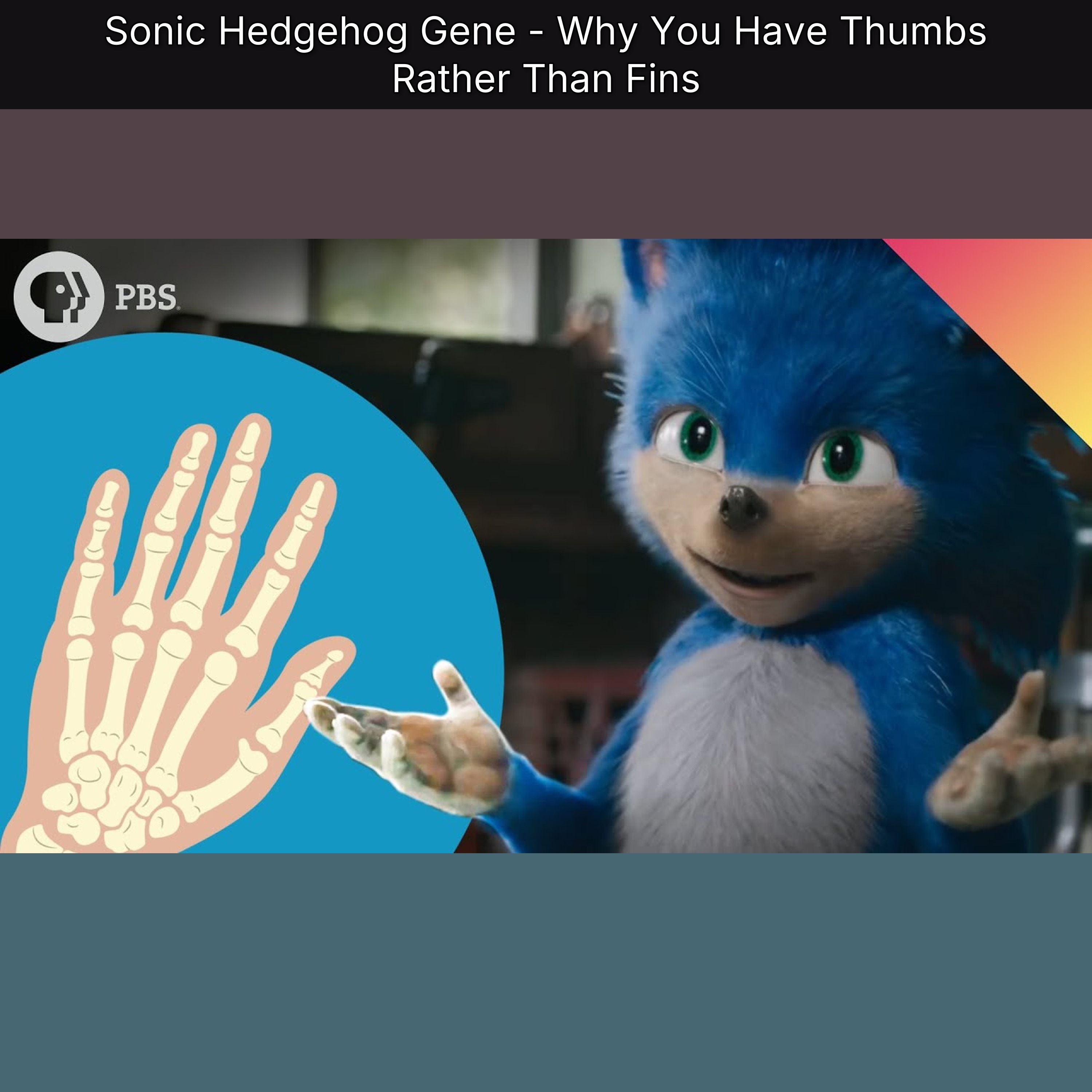 Sonic Hedgehog Gene - Why You Have Thumbs Rather Than Fins episode artwork