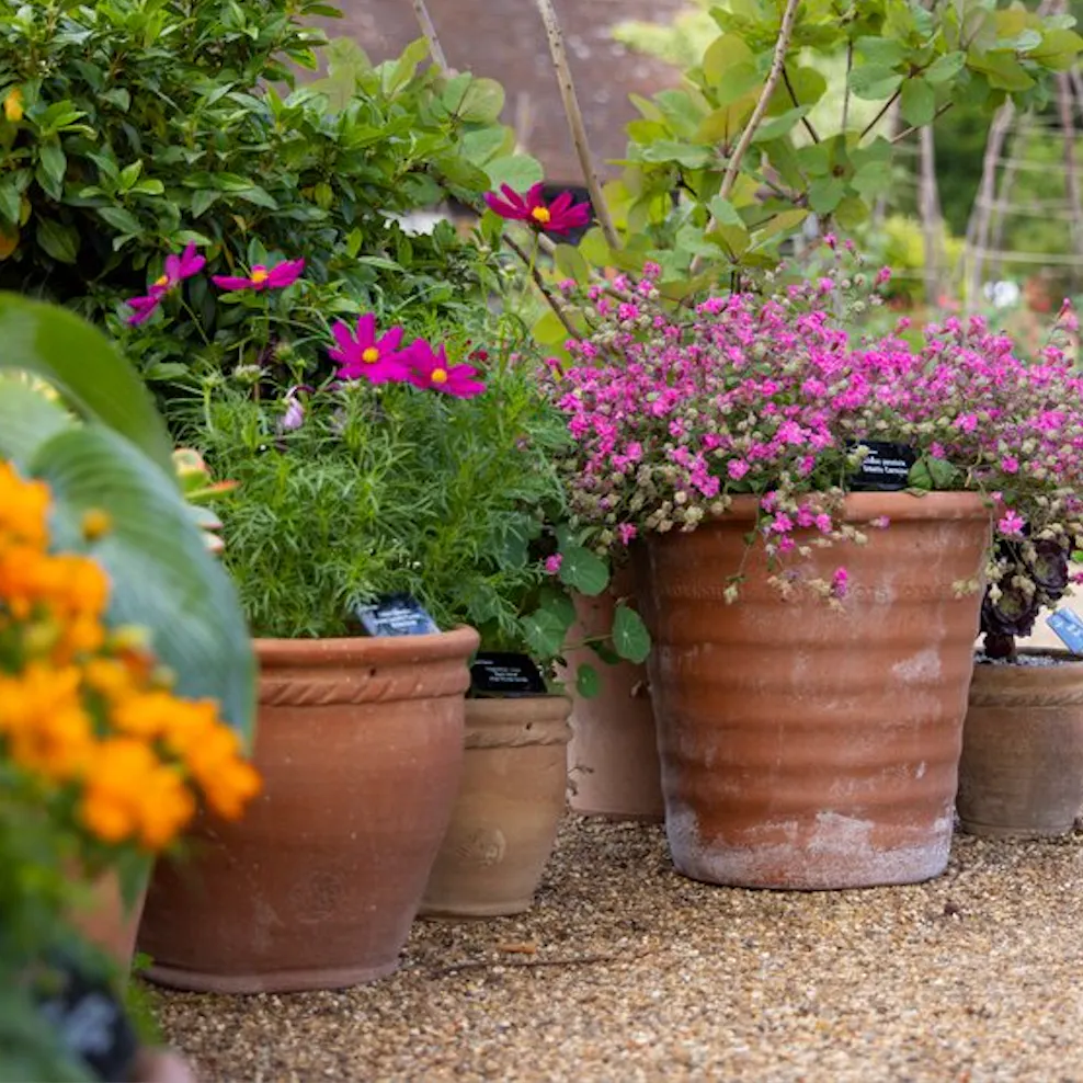 Heatwave survival guide for pots and powdery mildew mayhem episode artwork
