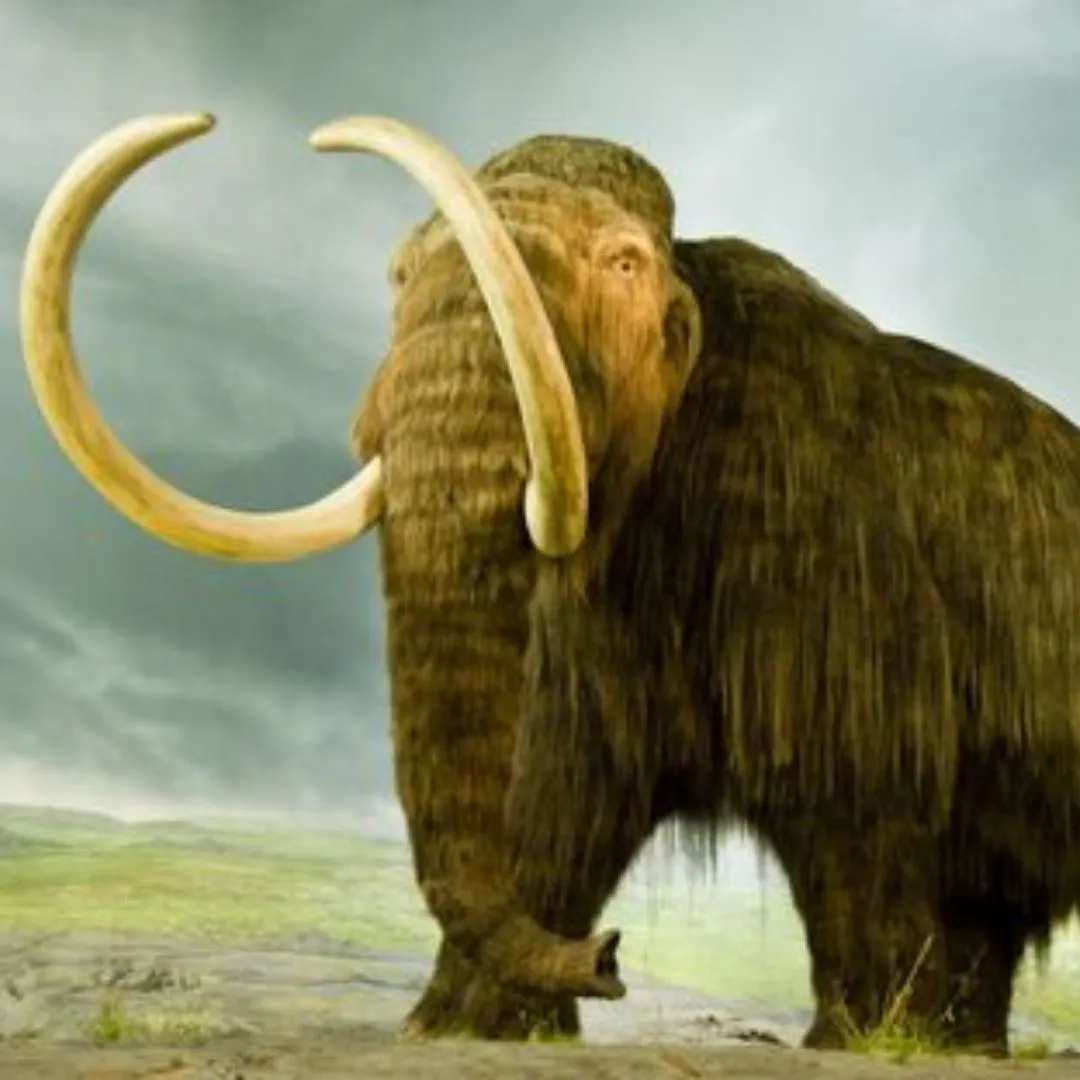 Qu’est-ce que la désextinction ?