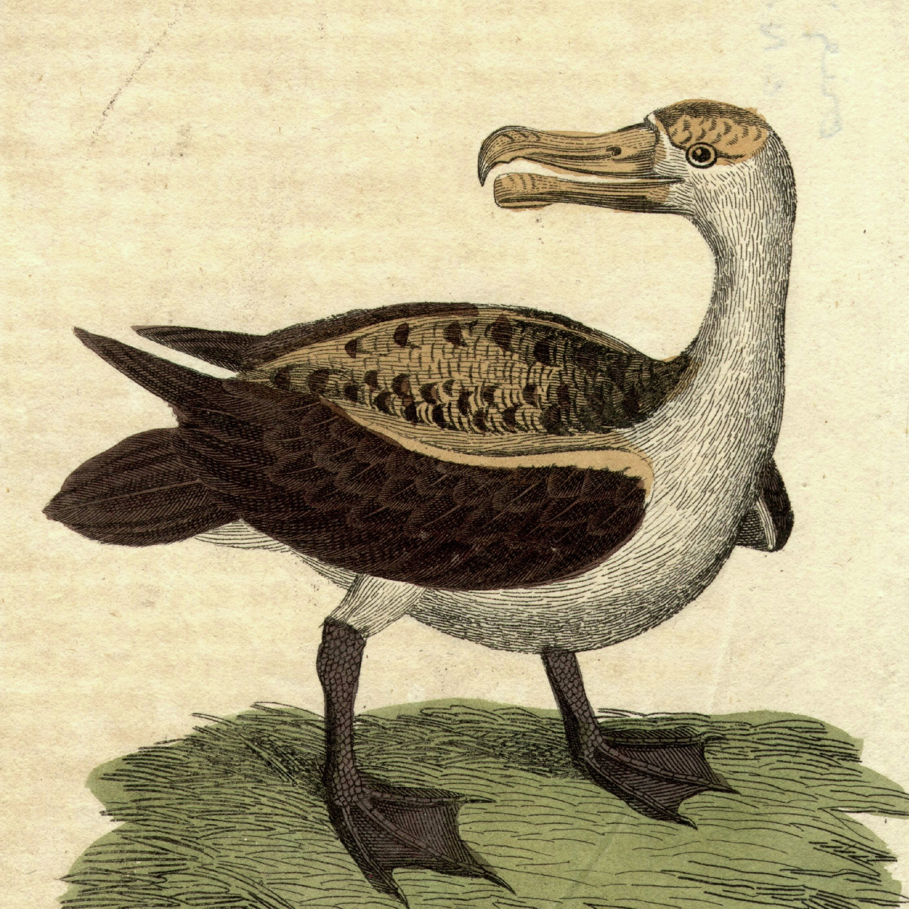 Ep. 416: Work Albatrosses & AI Family Crests