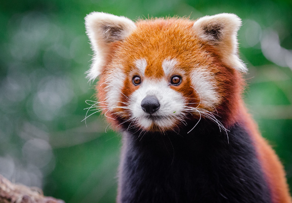 Red Pandas: The Forest Guardians Disappearing in Silence (Classic)