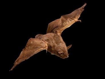 Episode 187: New Zealand's short-tailed bats