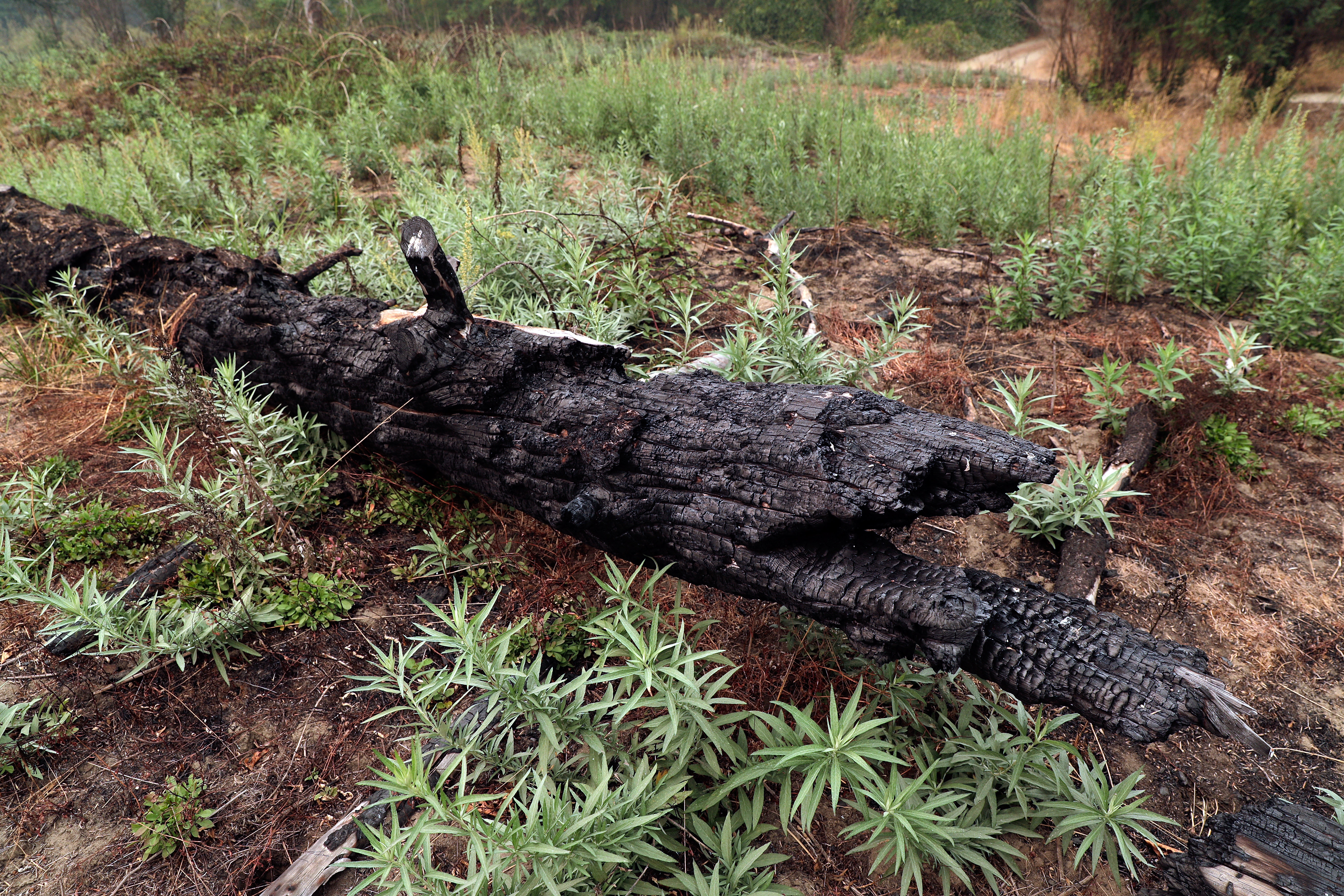 Traditional Knowledge Meets Science in Northern California Tribe's Environmental Planning