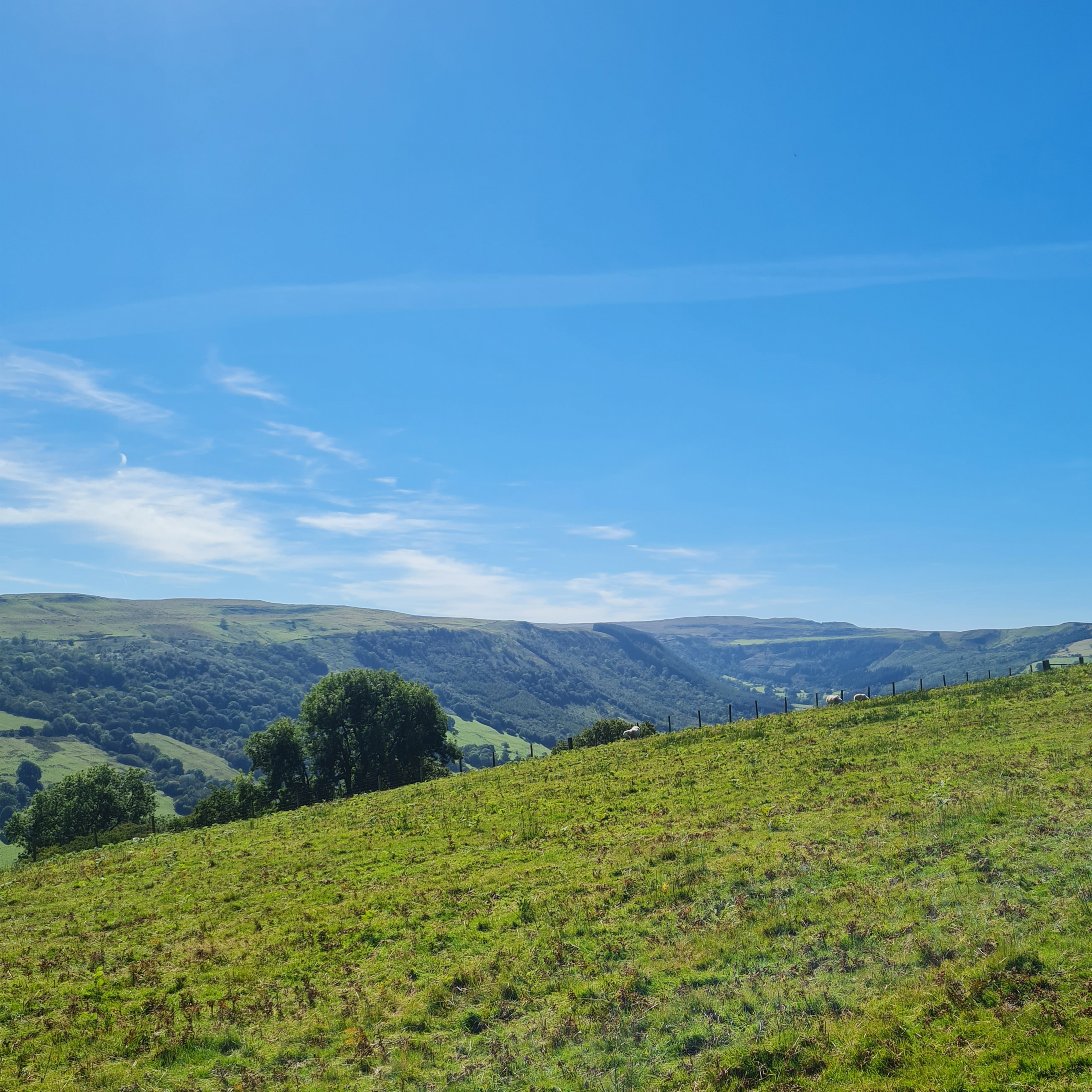 Sound Escape 190. Escape to a mountaintop among buzzards and ravens