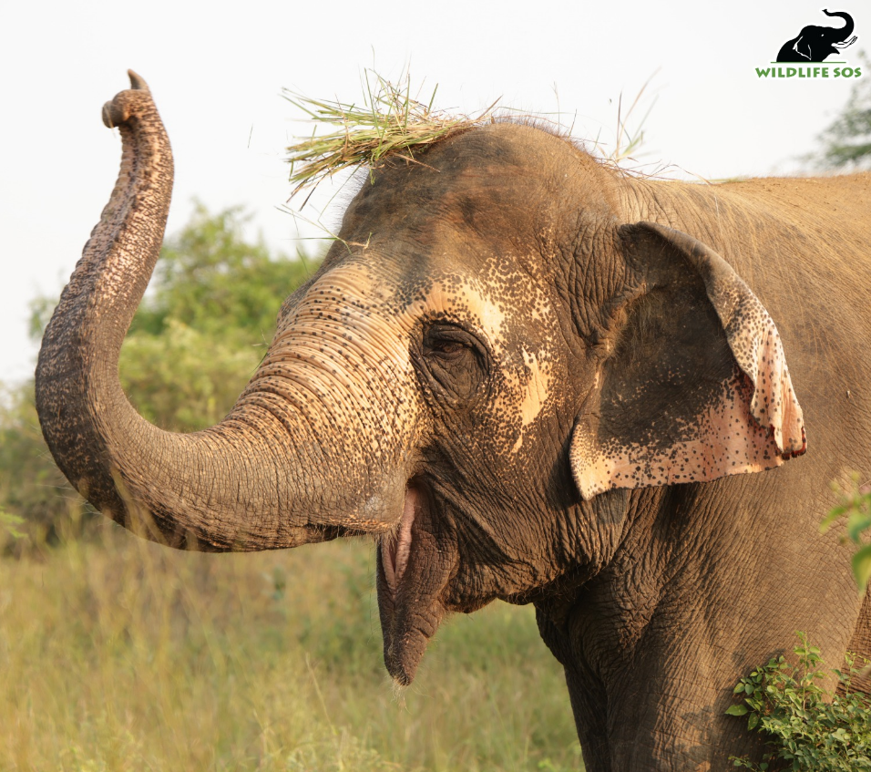 How Wildlife SOS Rescues and Rehabilitates India’s Wildlife