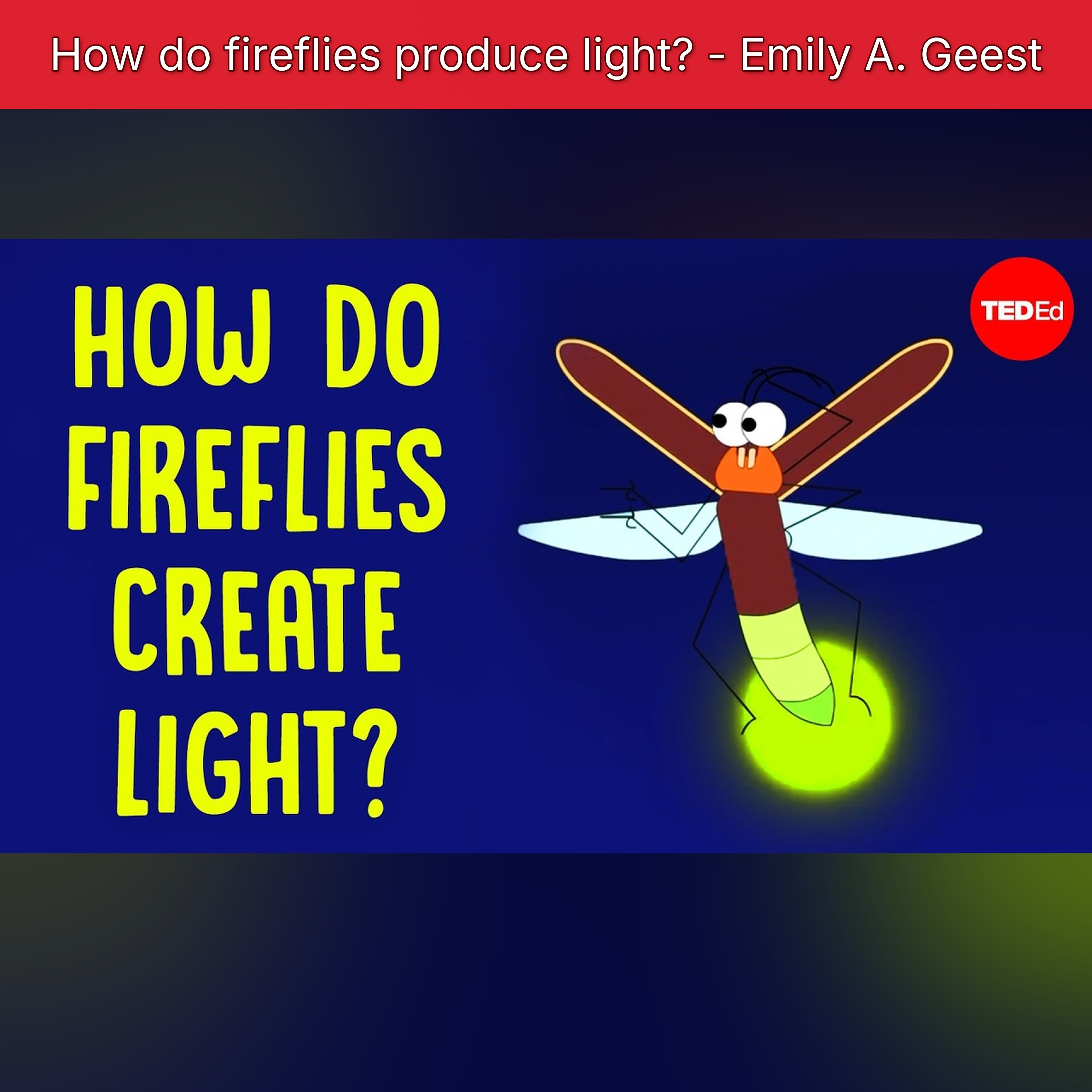 How do fireflies produce light? - Emily A. Geest episode artwork