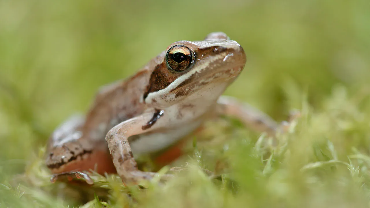 Sex-reversing frogs, and Europe’s rising rates of a deadly tick-borne disease podcast