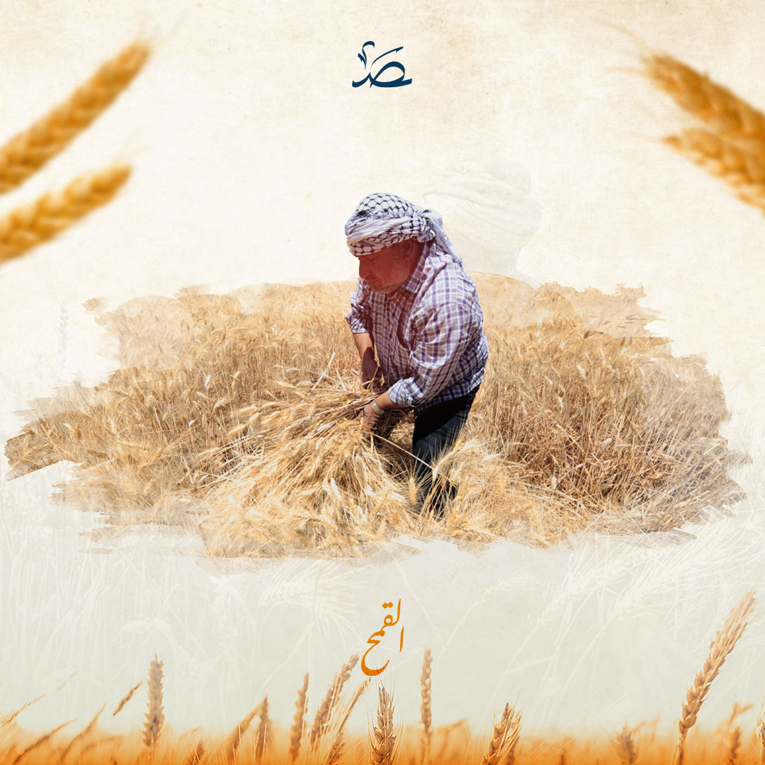 بينما تخلت سوريا عن ريادتها.. كيف حقق العراق اكتفاءه من القمح؟