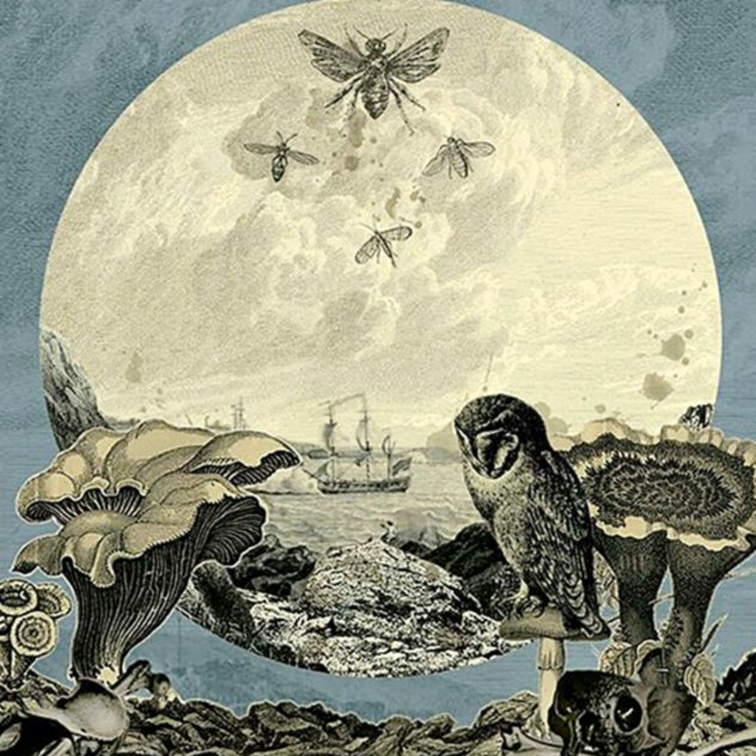 The Bearded Turtle - A Discussion of Historiography and Ethnography - Dr Jesse Grayman episode artwork