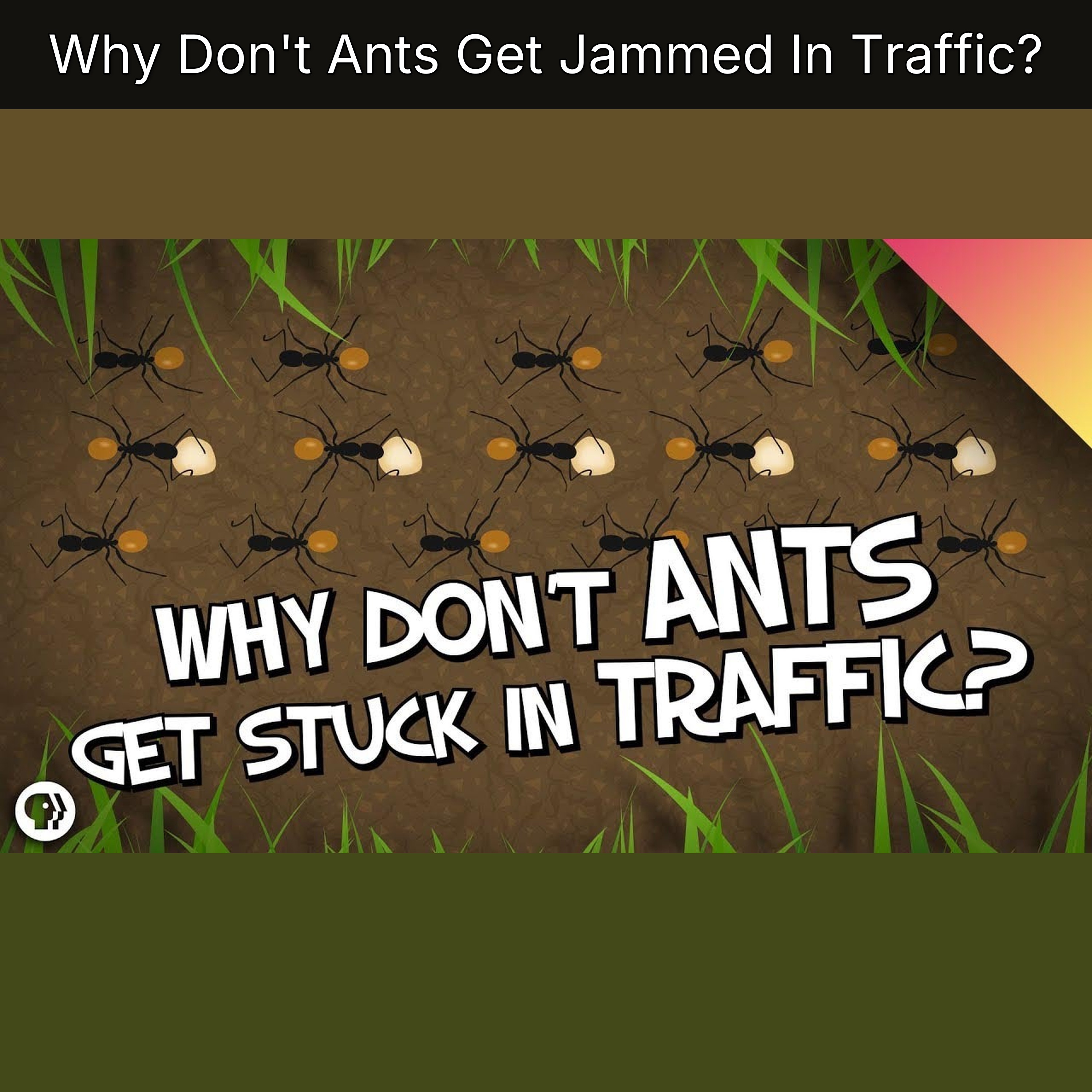Why Don't Ants Get Jammed In Traffic? episode artwork