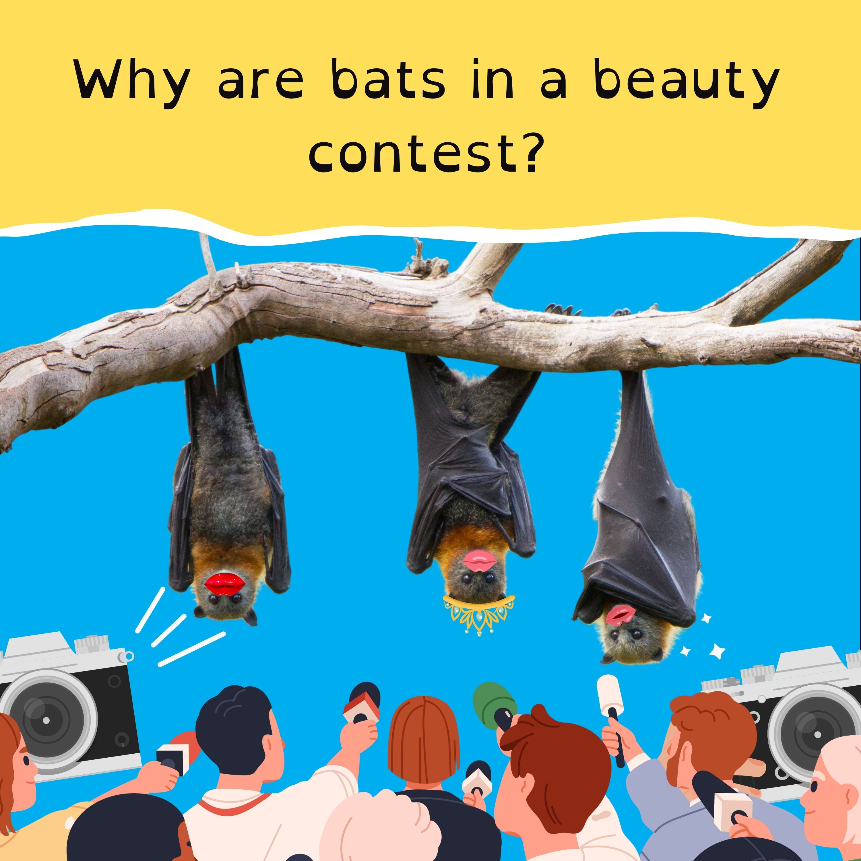 Sunshine State picks new premier; Kids banned from playgrounds in Pakistan; WA’s big cricket fail; and a bat beauty contest.