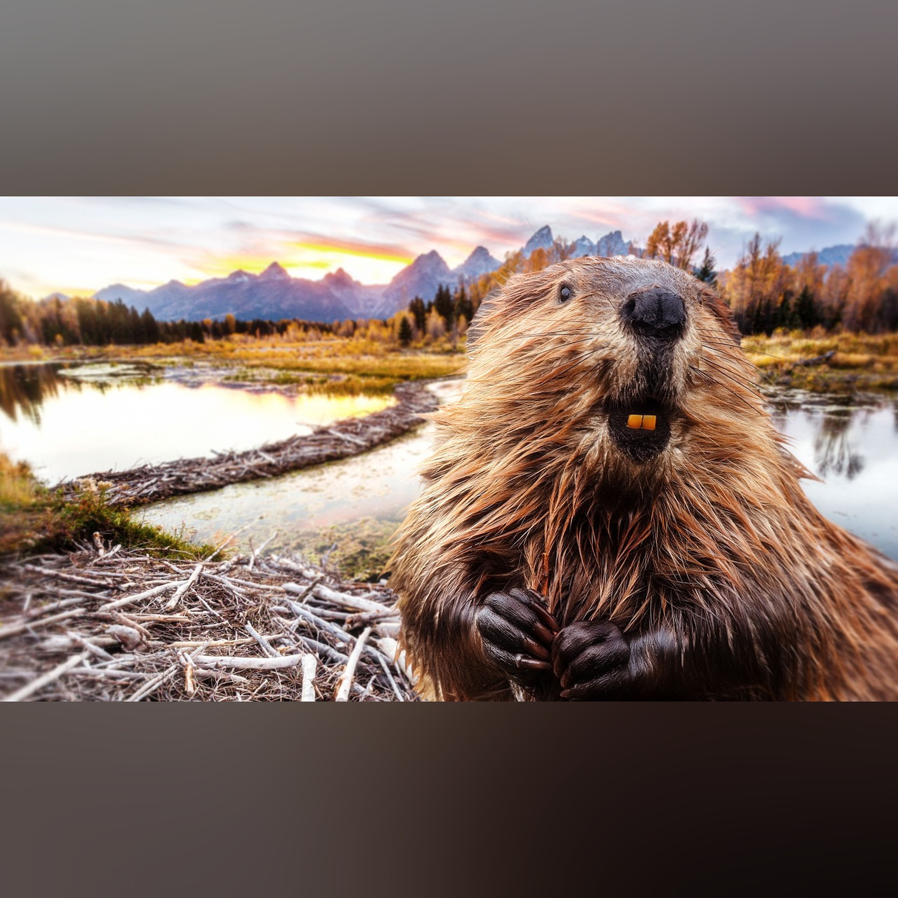 Are Beavers Actually Good at Dams?