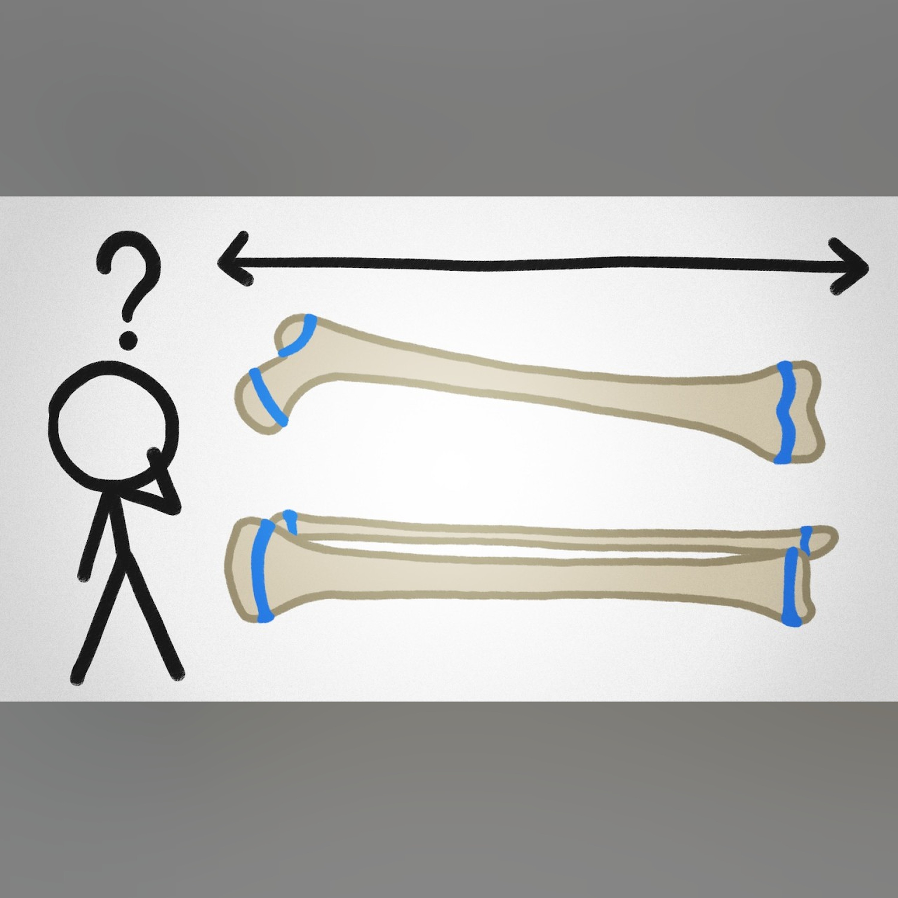 Why Don't Our Bones Keep Growing Forever?