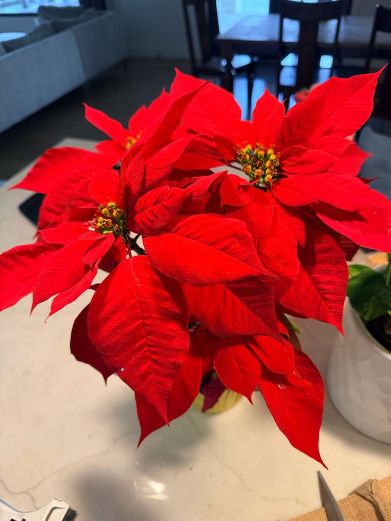 The Gene Simmons Christmas Special with Jimmy Lee Boggs