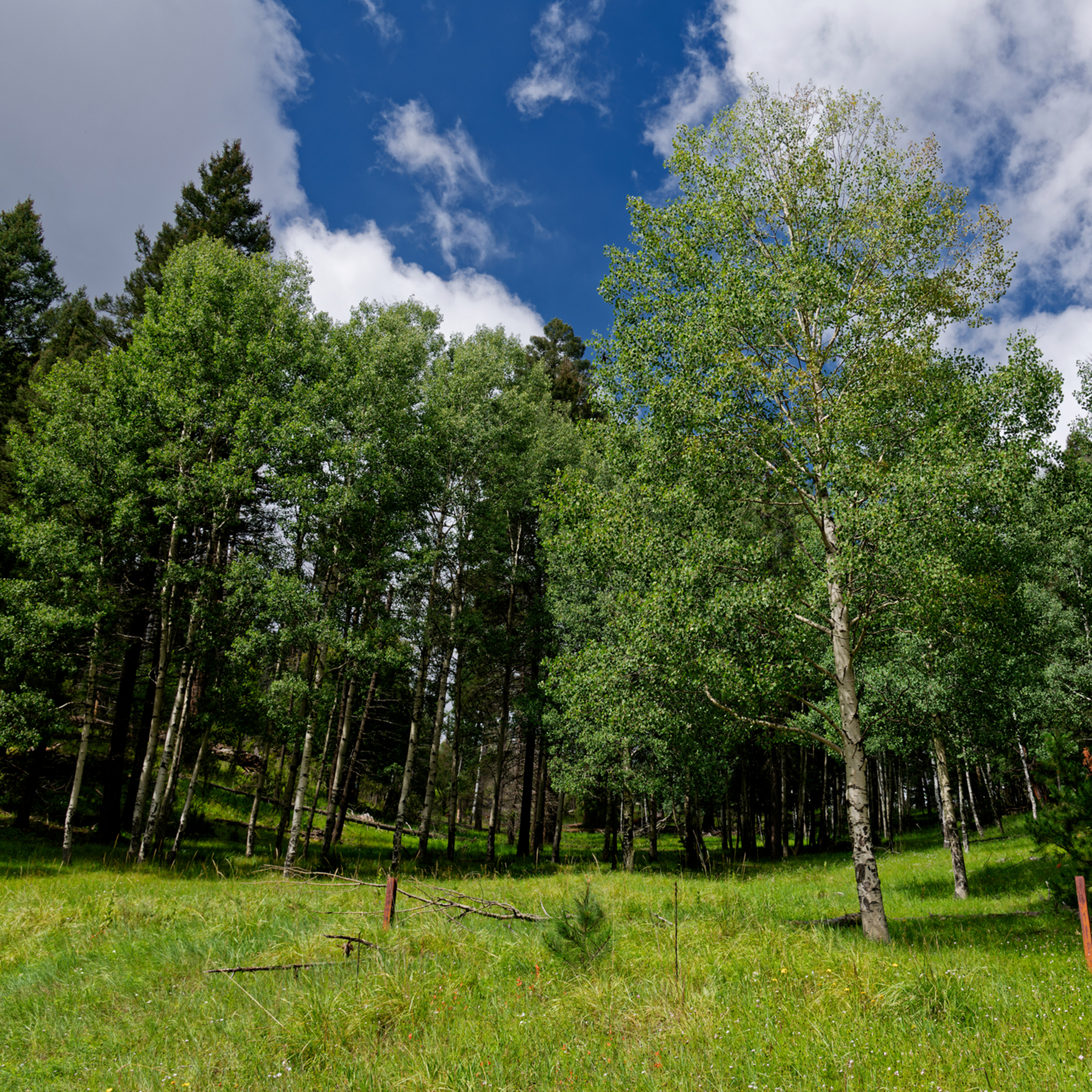 Sound Escape 185. Be bewitched by the whispering leaves of aspen trees